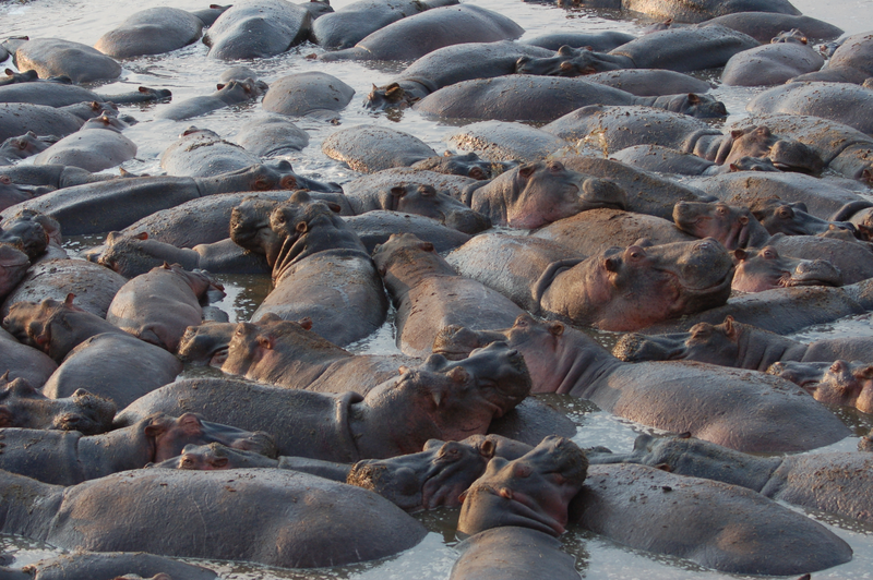 Illustration for article titled Out of Africa. Hungry Hungry Hippos.